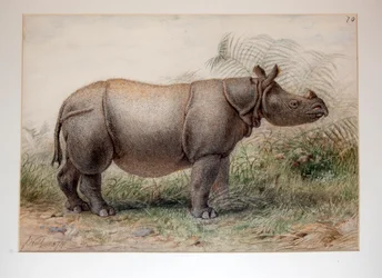 Javan Rhinoceros